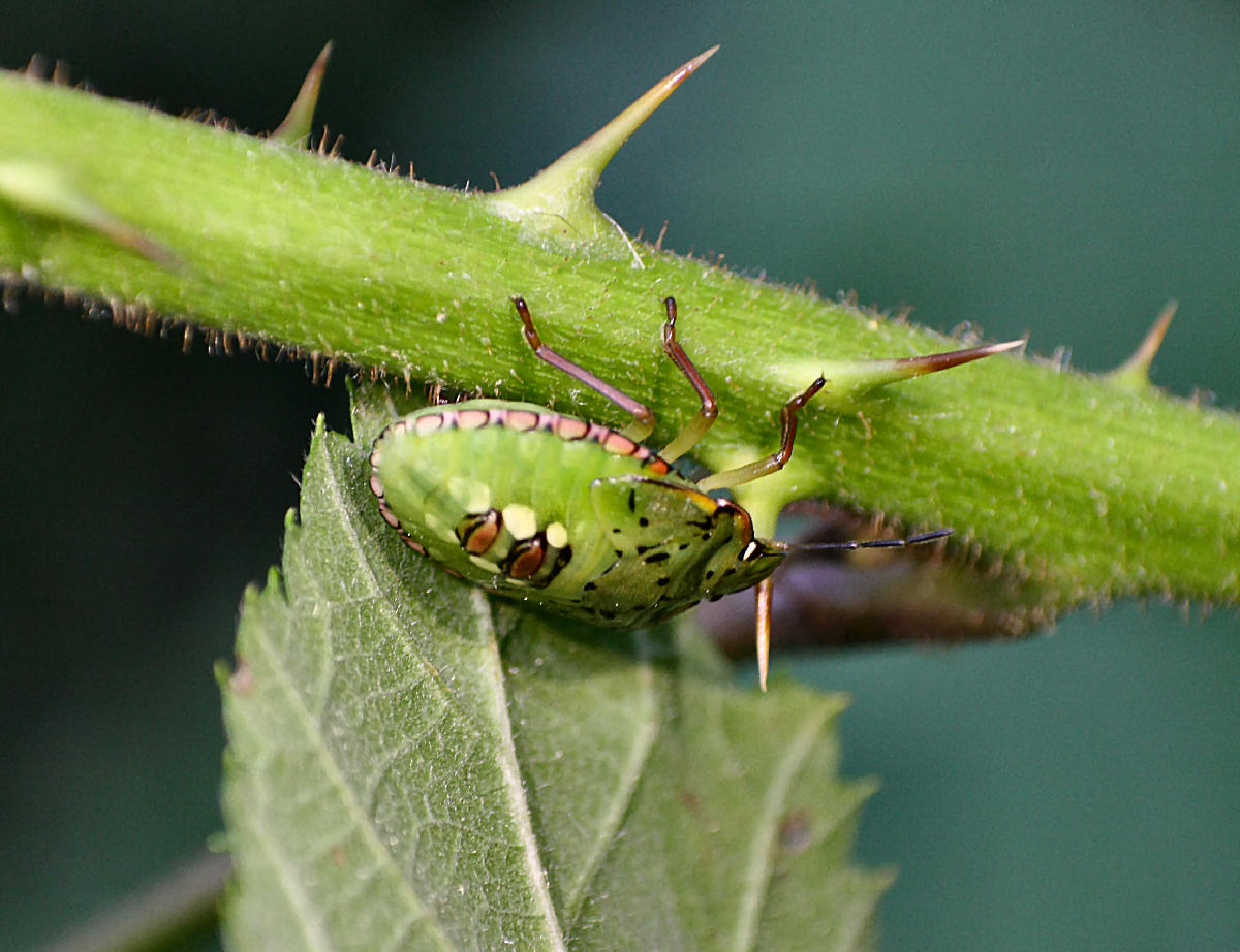 Pentatomidae: ninfa di Nezara viridula della Lombardia (MI)